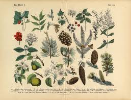 › help me identify a flower. How To Identify A Tree By Its Leaves Flowers Or Bark Botanical Illustration Forest Plants Plant Drawing