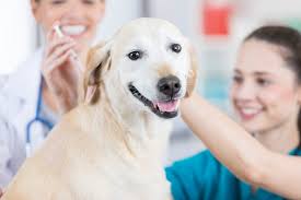 8 reviews of vaccination station i recently adopted a new puppy and had to take her in to get some vaccinations. Low Cost Pet Vaccination Clinic Scheduled For May 15 City Of Mission Viejo
