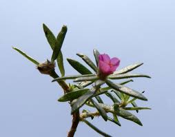 Image result for Portulaca foliosa