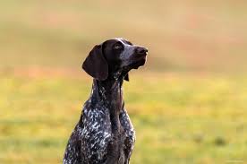 Masaustu Gunes Isigi Nikon 300 Mm Mart Memeli Deutsch Omurgali Memeli Gibi Kopek F45 Etobur Ayarlayici Kopek Turu Isaretci Oturmus Kurzhaar Av Kopegi Boykin Spaniel Saha Spaniel Mavi Piktoria Spaniel Alman