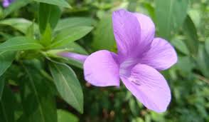 Image result for Barleria