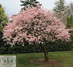 Pin On Trees