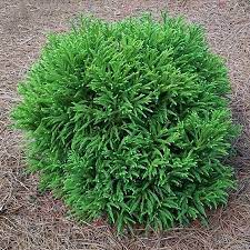 Cryptomeria japonica nana zum kleinen preis hier bestellen. Dwarf Japanese Cedar Cryptomeria Japonica Globosa Nana Atlanta Von Mcbrayer Landscapes Houzz