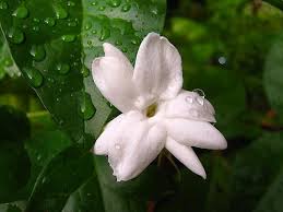Pin Di Flower Jasmine My Love