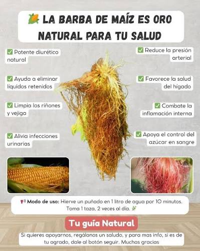 Por✍️Tu Guía Natural La barba de maíz: oro natural para tu salud 🌽✨ Esa hebra fina y sedosa que rodea las mazorcas, conocida como barba de maíz, suele terminar en la basura…