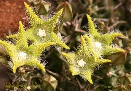 Image result for Orbea dummeri