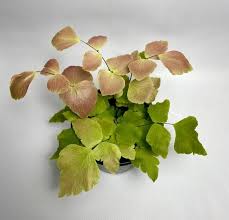 Adiantum Macrophyllum Variegatum Maiden Hair Fern Rare House Plant House Plants Ferns Plants