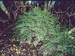 Image result for Asplenium smedsii