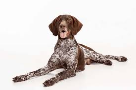 Our german shorthaired pointer puppies for sale come from either usda licensed commercial breeders or hobby breeders with no more than 5 breeding mothers. All You Need To Know About The Intelligent German Shorthaired Pointer K9 Web