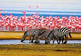 United republic of tanzania ˌtænzəˈniːə или tænˈzeɪniə. Tury V Tanzaniyu Safari Ekskursionnye Tury Plyazhnyj I Aktivnyj Otdyh Priklyucheniya