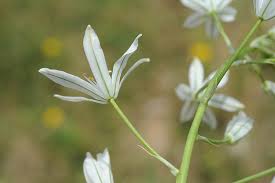 Image result for Ornithogalum flexuosum