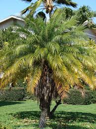 We did not find results for: Phoenix Roebelenii Dwarf Date Palm Miniature Date Palm Pygmy Date Palm Robellini Palm Roebelin Palm North Carolina Extension Gardener Plant Toolbox