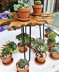 Besides plants we offer cactus seeds, succulent seeds and many different kinds of exotic seeds. 6 Magical Plant Stores In Philadelphia Where You Can Buy Succulents