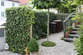 Efeu Pflanzen So Wird S Gemacht Efeu Pflanzen Vorgarten Garten