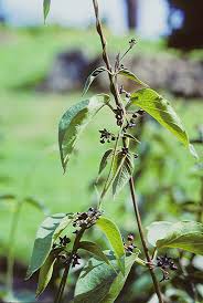 Image result for Vincetoxicum monticola
