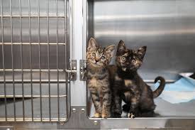 $55 (discount of $5 for each license completed online) senior discounted rate for owners 65 years of age or older: Pet License No Longer Required In Cumberland County July 1