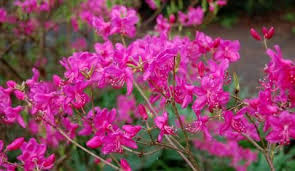 Pin On Azalea Evergreen Deciduous
