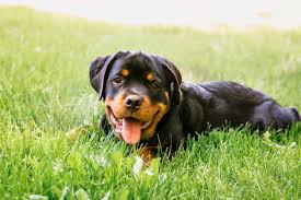 They are heavily muscled and strong which makes them ideal for pulling carts and intimidating potential intruders. Best Rottweiler Breeders 2021 10 Places To Find Rottweiler Puppies For Sale