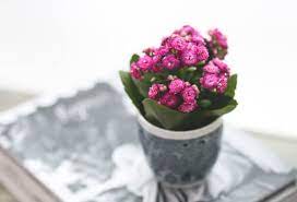 The first thing you might notice is a bright yellow fuzzy patch on the top of your potting soil which in a few short hours starts to produce little knobby bumps that rise an inch or two off of the soil. Flaming Katy Kalanchoe Blossfeldiana Guide Our House Plants