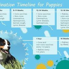 In many cases, side effects of puppy shots are limited. Puppy Shots And Vaccination Schedules