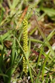 Image result for Triglochin striata