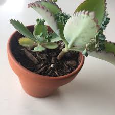 Mother of thousands should be planted in a well draining potting mix, watered infrequently but thoroughly, and kept in bright, indirect sunlight with low humidity at 65 to 75° f. A Simple Trick To Growing Mother Of Thousands Plantlets Suburbansill