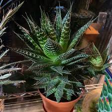Image result for Haworthia