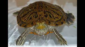Stress, and illnesses such as vitamin a deficiency, constipation, respiratory infection, eye problems, or pregnancy.6 x research source if. How To Get Your Turtle To Eat What To Do If He Refuses Food Youtube