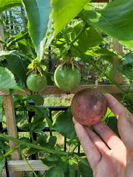 Image result for Passiflora edulis