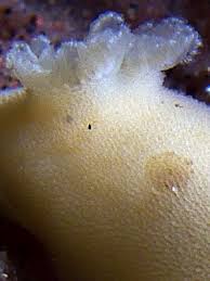 Image result for Selago dinteri