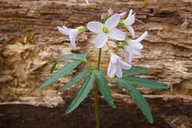 Image result for Cardamine