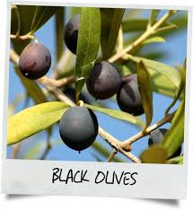 Get The Scoop On Olive Oil And Shop For Products That Utilize This Green Gold Http Www Kissmyface Com Content Olive Oil