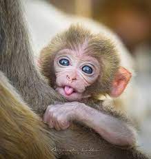 Baby Monkey Cute Baby Animals Baby Animals Pictures Animals Beautiful