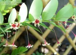 Image result for Phyllanthus tenellus