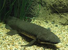 We did not find results for: Lungfish Wikipedia