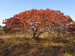 Image result for Brachystegia utilis × microphylla