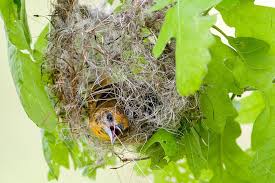 Check spelling or type a new query. How Orioles Build Those Incredible Hanging Nests Audubon