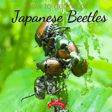 We specialize in beetles, ladybugs and praying mantis eggs as our two primary products. Natural Pest Control Archives The Kitchen Garten