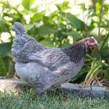 Shop our selection online at myers poultry today. Sapphire Gem Chicken Eggs Height Size And Raising Tips