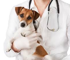 Maybe you would like to learn more about one of these? Emergency Pet Care Riverview Fl Urgent Care Vet Clinic