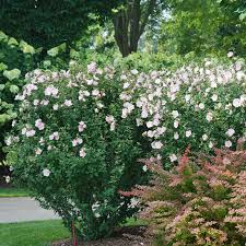 Image result for Hibiscus syriacus ´Pink Chiffon