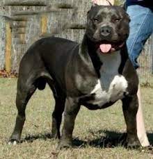 Pin Xxl American Bully Pitbull Dog On Pinterest Pitbull Breeders American Pitbull Terrier American Bully Pitbull