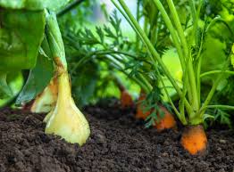 Here's why you should plant carrots and onions together | Livingetc
