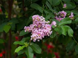 If your tree is infected with cercospora leaf spot, it will have irregular brown spots on the leaves that gradually grow until the leaf. Muskogee Crape Myrtle Dallas Texas Treeland Nursery