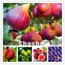 We did not find results for: Fig Plants Fragrant King Figs Tree Bonsai Balcony Fruit For Home Planting Germination Rate 95 Fruit 100 Pcs Bag Buy At The Price Of 0 34 In Aliexpress Com Imall Com