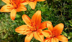 Orange flowers that look like lilies. Types Of Orange Lilies And How To Care For Them Crate And Basket