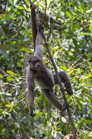 Brazil Amazon Manaus Common Woolly Monkey Hanging From The Trees Using Its Tail Premium Photographic Print Ellen Goff Art Com Woolly Monkey Hanging Monkey Monkey