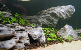 I will use the pictures above for reference. Aquascaping Completed Beginners Guide