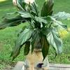 Betta fish are carnivores that eat insects and insect larvae. Https Encrypted Tbn0 Gstatic Com Images Q Tbn And9gcqhwopkrzzgoa7k2tnyxmuzvsofvmhjwk6hkbmlrwzdt3zbbgrv Usqp Cau