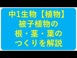 中1 中2生物 根 茎 葉のつくり 中学理科 ポイントまとめと整理